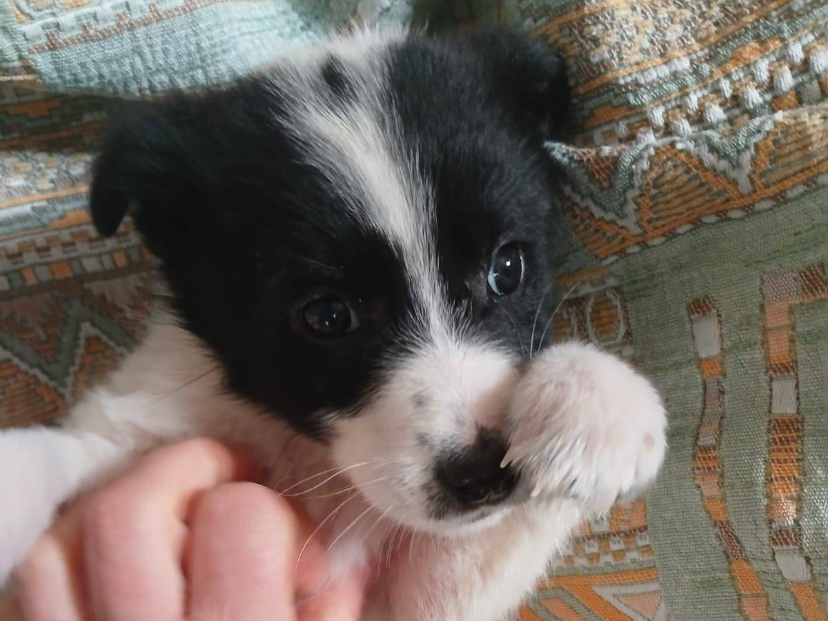 Adotta il cane Ines a Bari