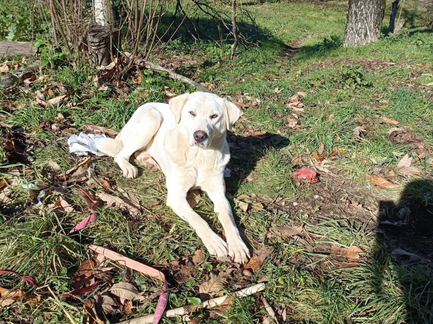 Adotta un cane, femmina, 1 anno e 10 mesi , Salerno