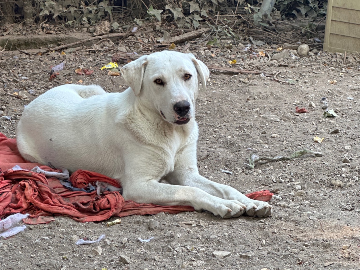Adotta un cane, taglia grande, femmina, Salerno
