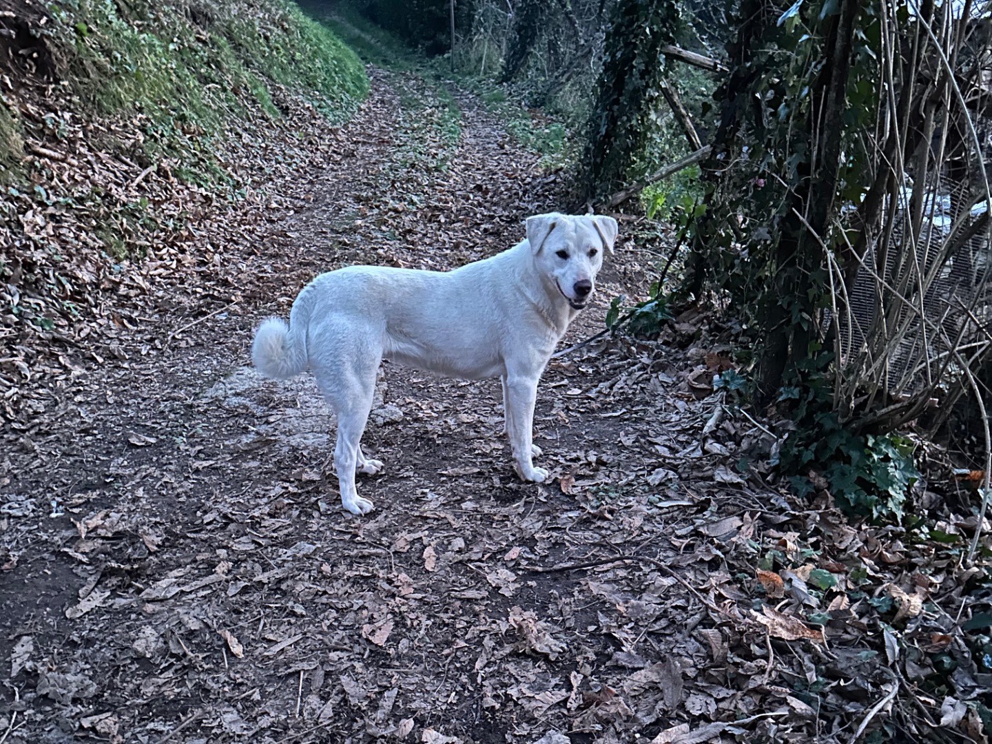 Vuoi adottare un cane a Salerno?