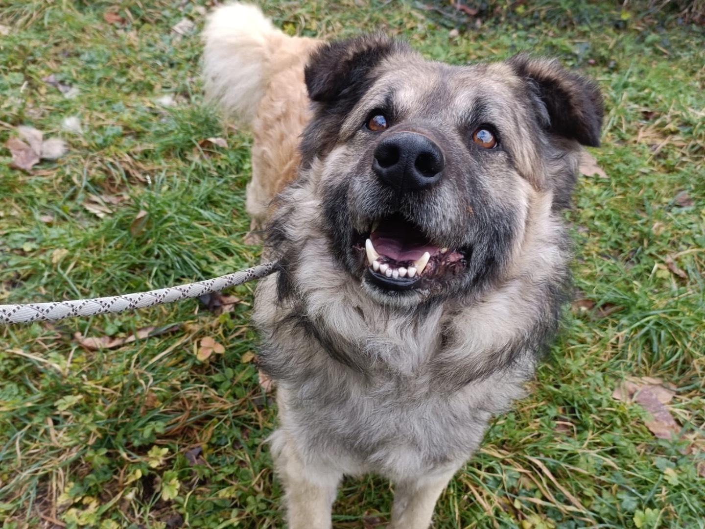 Adotta un cane, maschio, 2 anni  e 1 mese, Biella