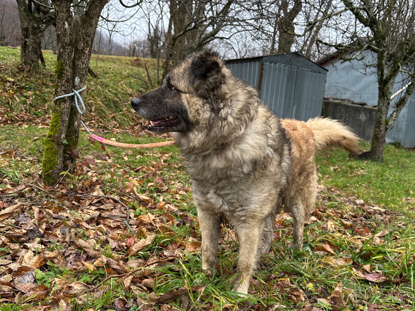 Vuoi adottare un cane a Biella?