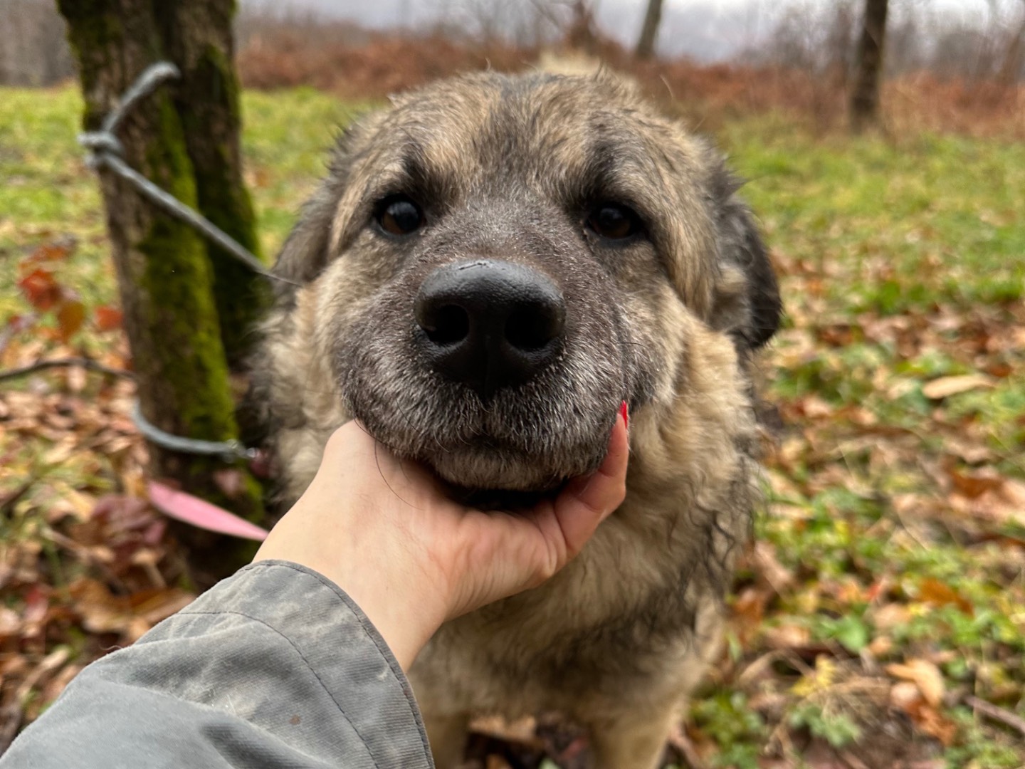 Adotta il cane Mario a Salerno