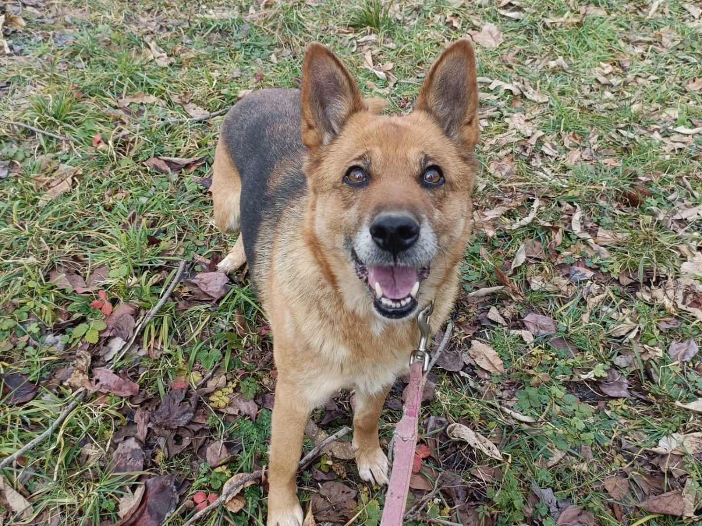 Adotta un cane, taglia media, femmina, Biella