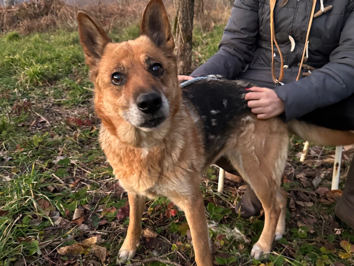 Vuoi adottare un cane a Biella?