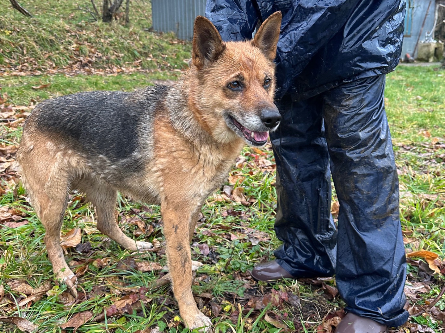 Adotta il cane India a Biella