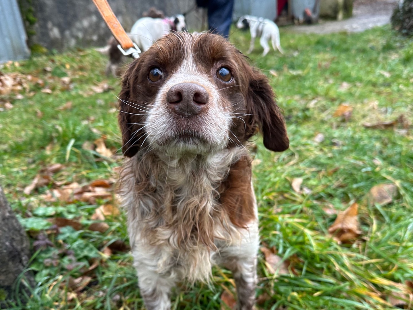 Adotta un cane, maschio, 8 anni e 1 mese, Salerno