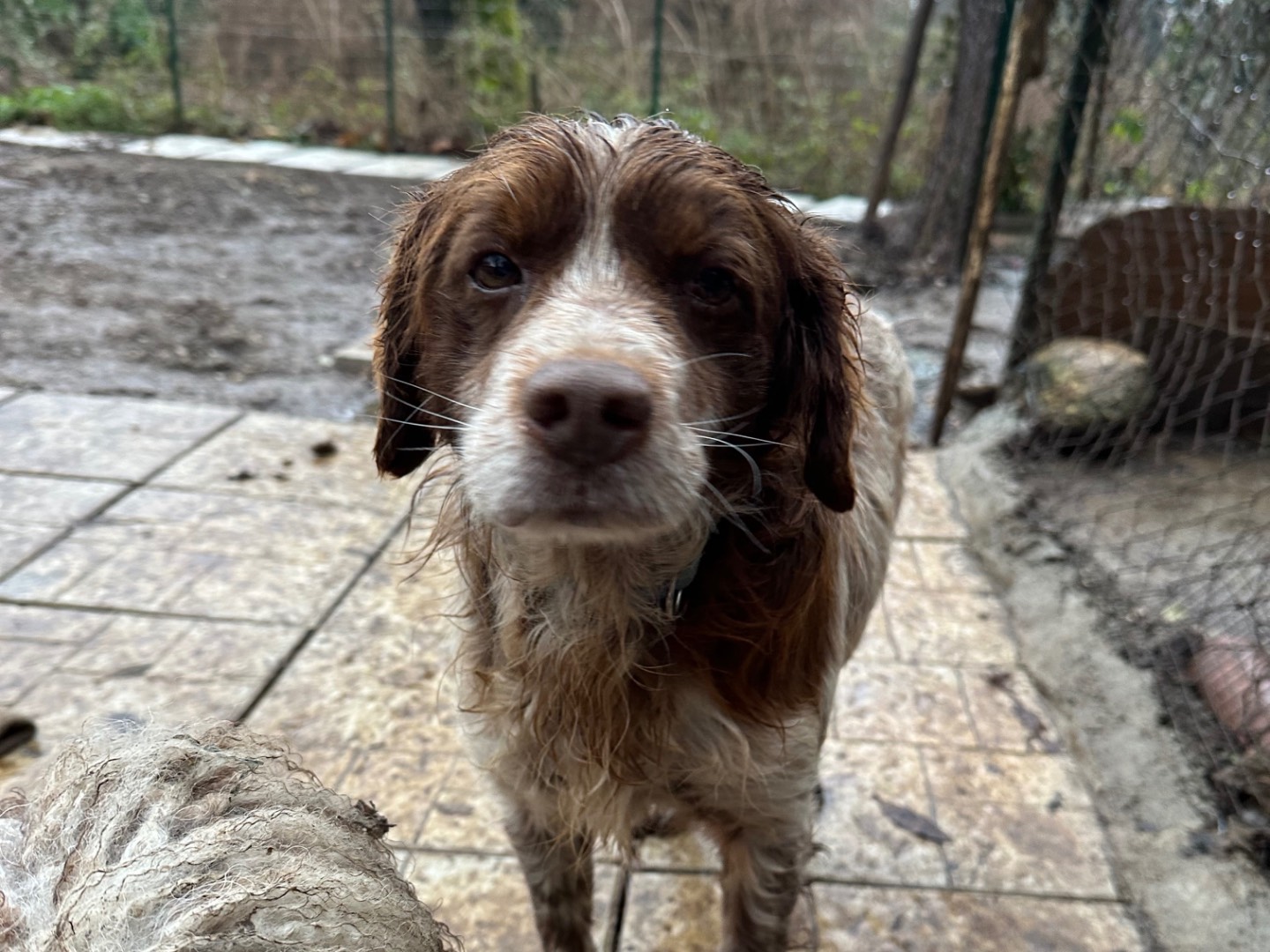 Adotta un cane, taglia media contenuta, maschio, Salerno
