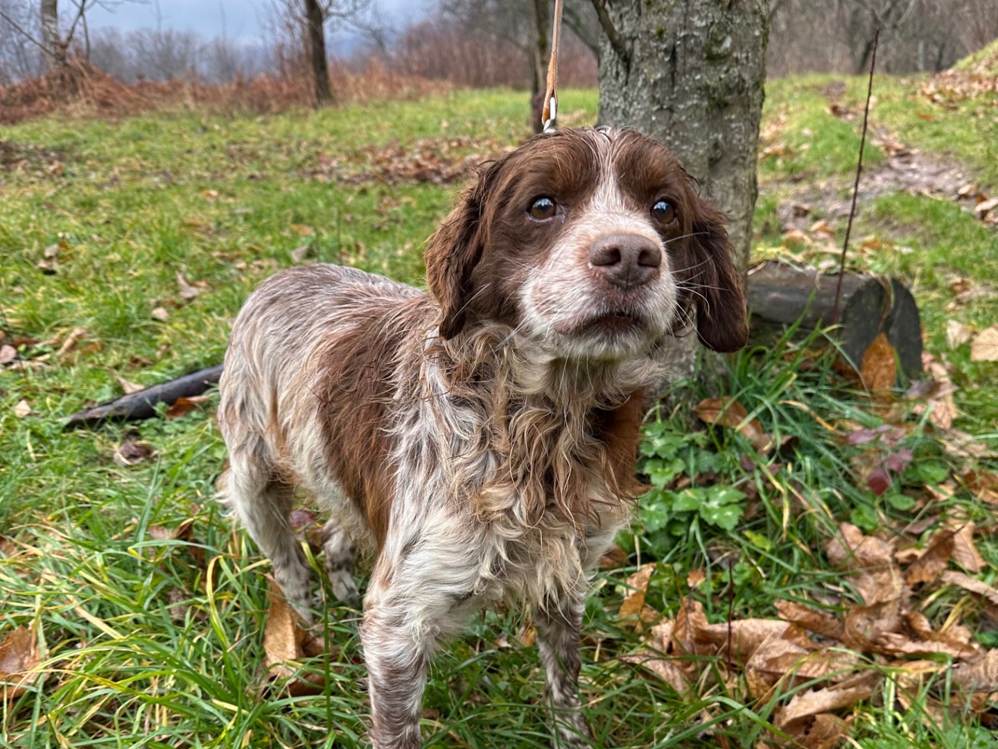 Vuoi adottare un cane a Salerno?