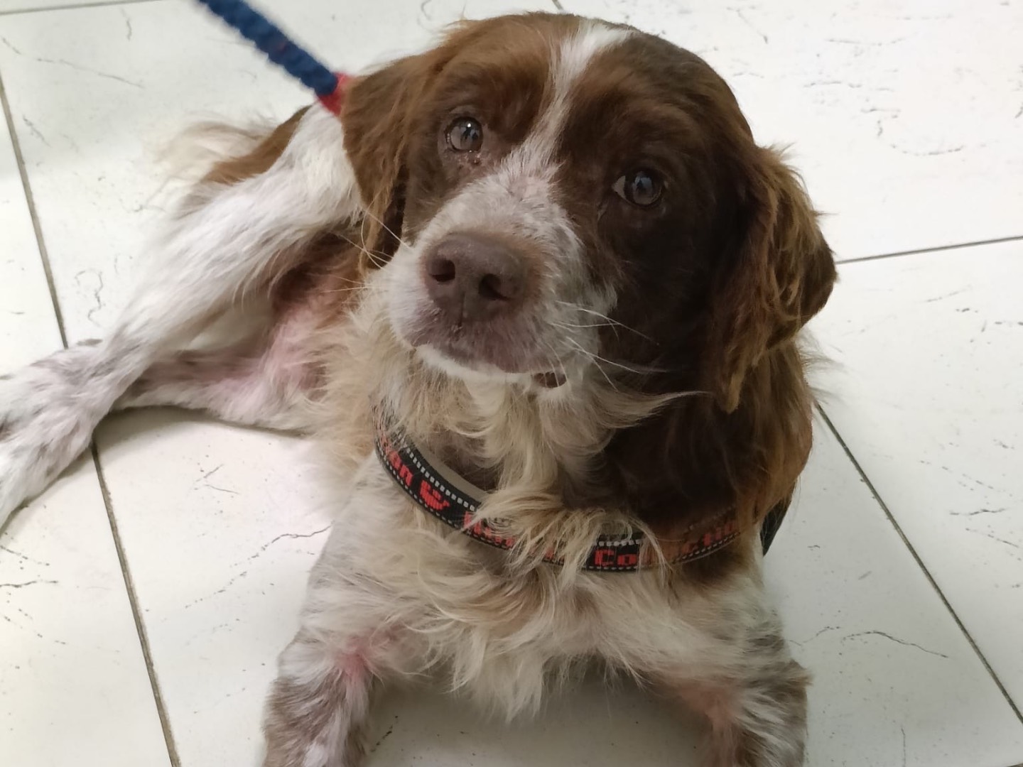 Adotta il cane Chicco a Salerno