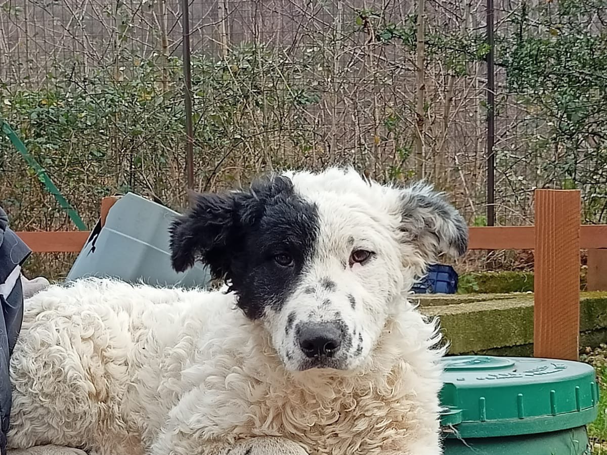 Foto dell'animale