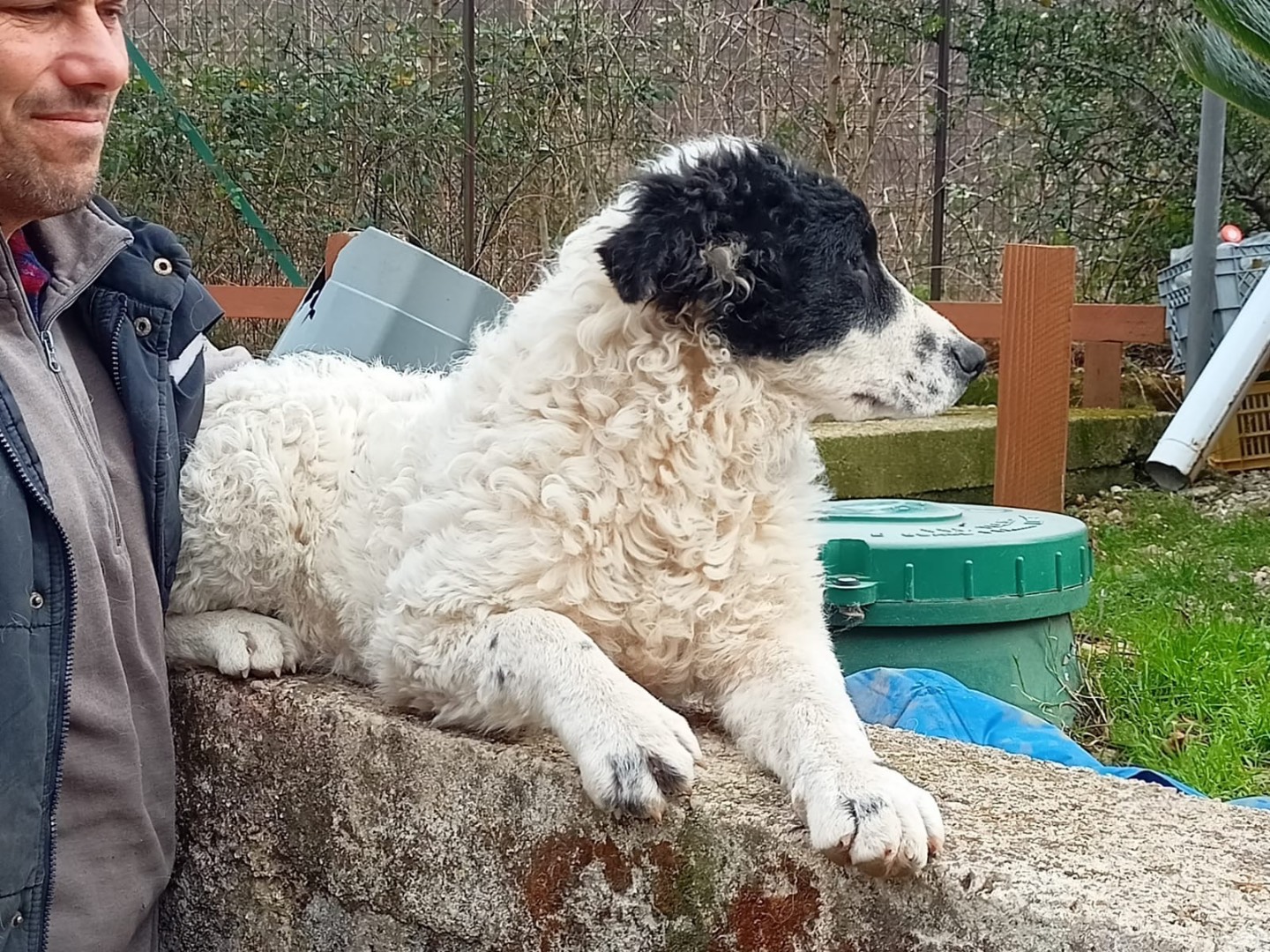 Vuoi adottare un cane a Salerno?