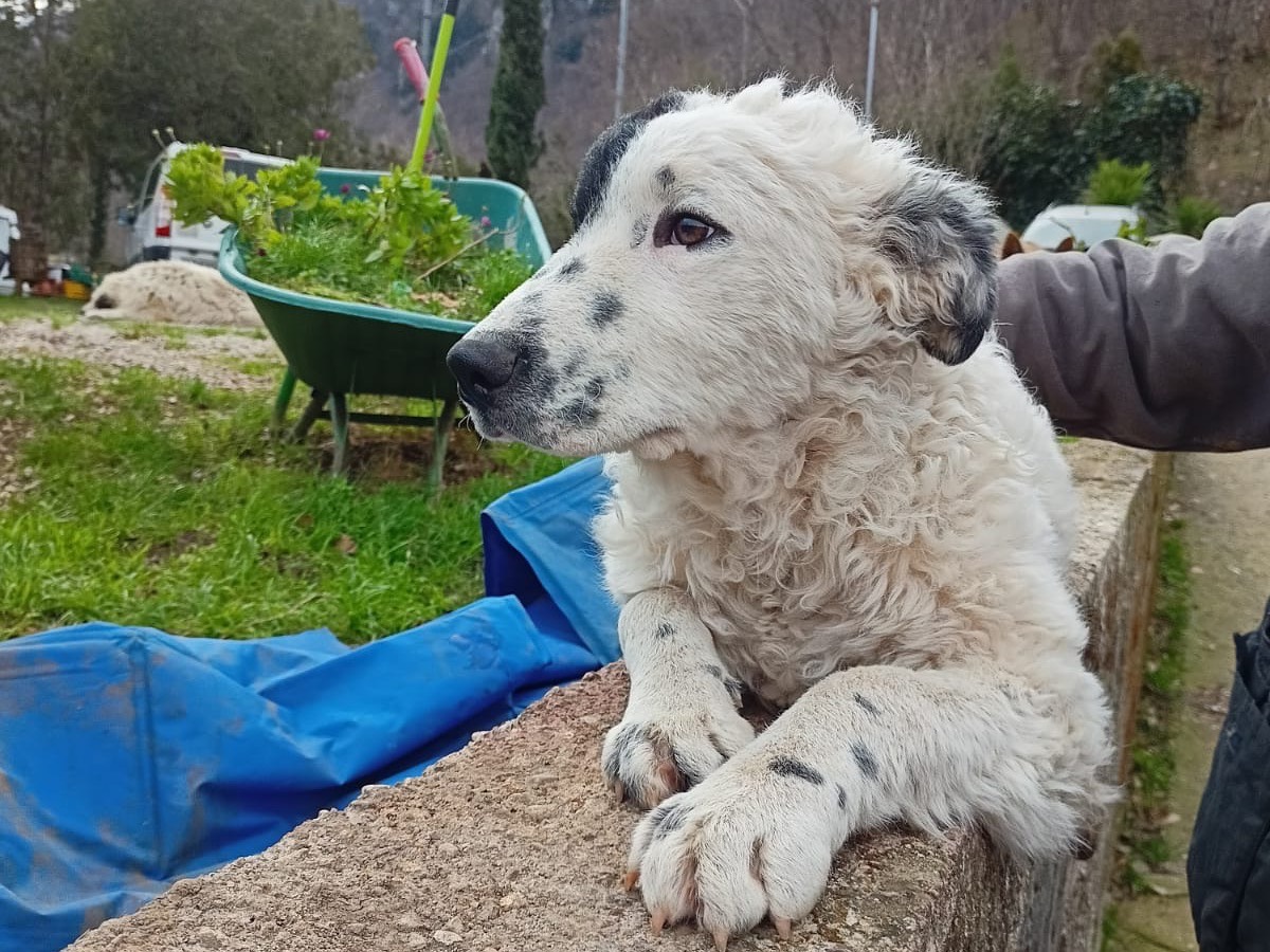 Adotta il cane Caramella a Salerno