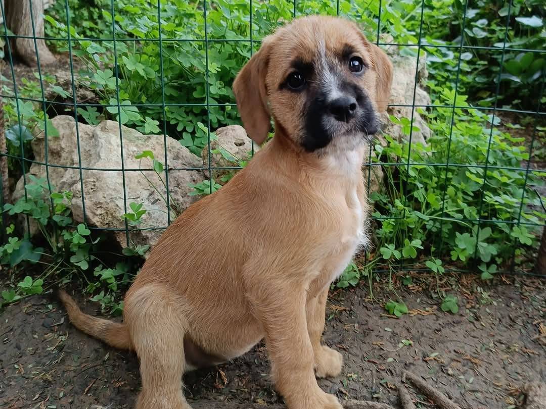 Adotta un cane, femmina, 2 mesi, Siracusa