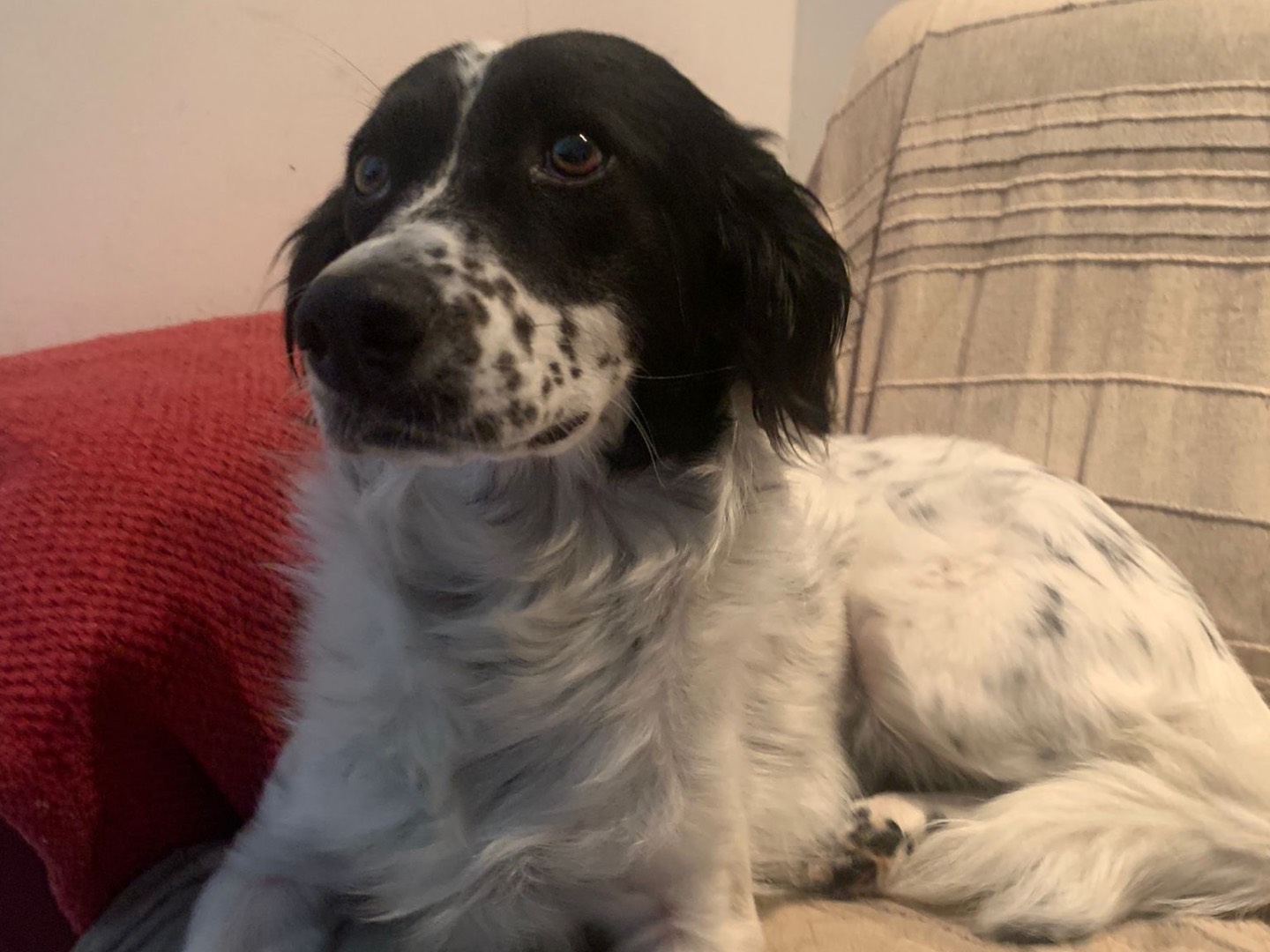 Adozione cane, femmina, Setter Inglese Razza sconosciuta, 2 anni  e 10 mesi , taglia media, Milano