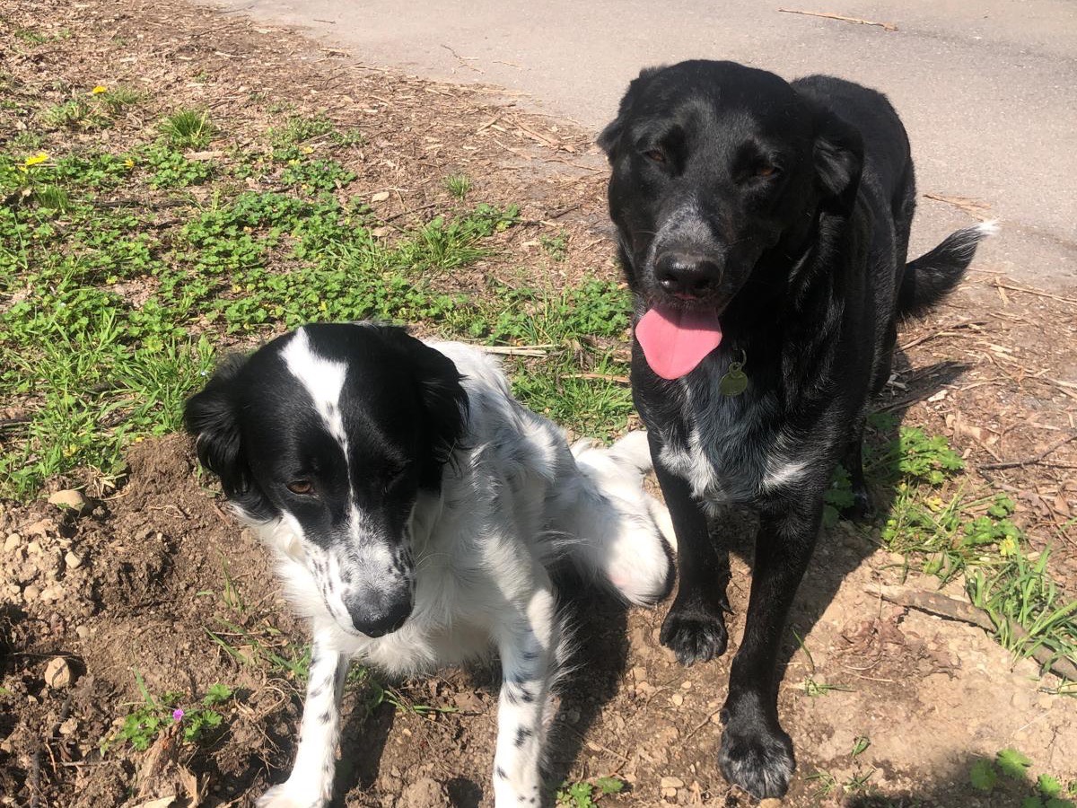 Adotta un cane, femmina, 2 anni  e 10 mesi , Milano