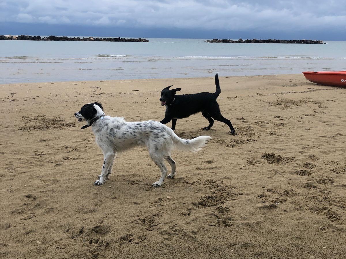 Adotta un cane, taglia media, femmina, Milano