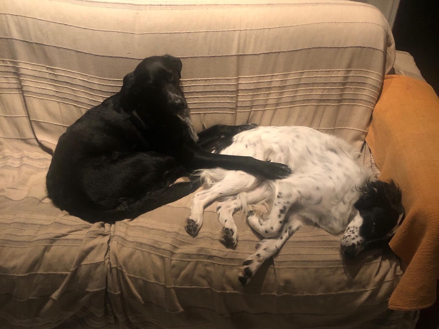 Vuoi adottare un cane a Milano?