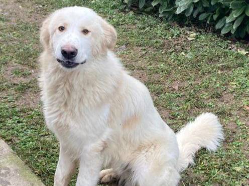 Adozione cane, maschio, Razza sconosciuta Razza sconosciuta, 1 anno, taglia media, Bergamo