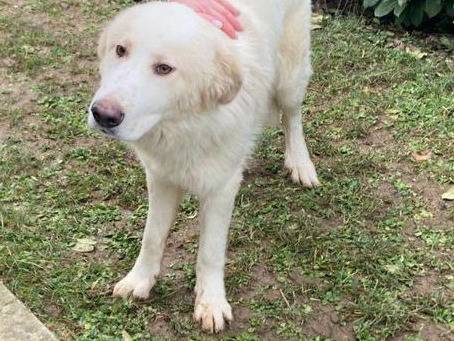 Adotta un cane, maschio, 1 anno, Bergamo