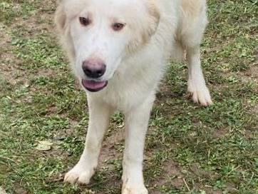 Adotta un cane, taglia media, maschio, Bergamo