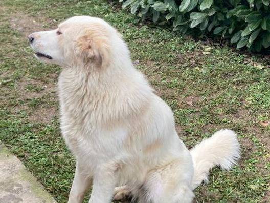 Vuoi adottare un cane a Bergamo?