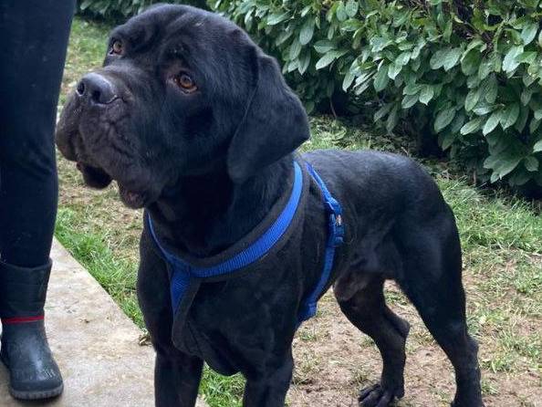 Adotta un cane, taglia media, maschio, Bergamo