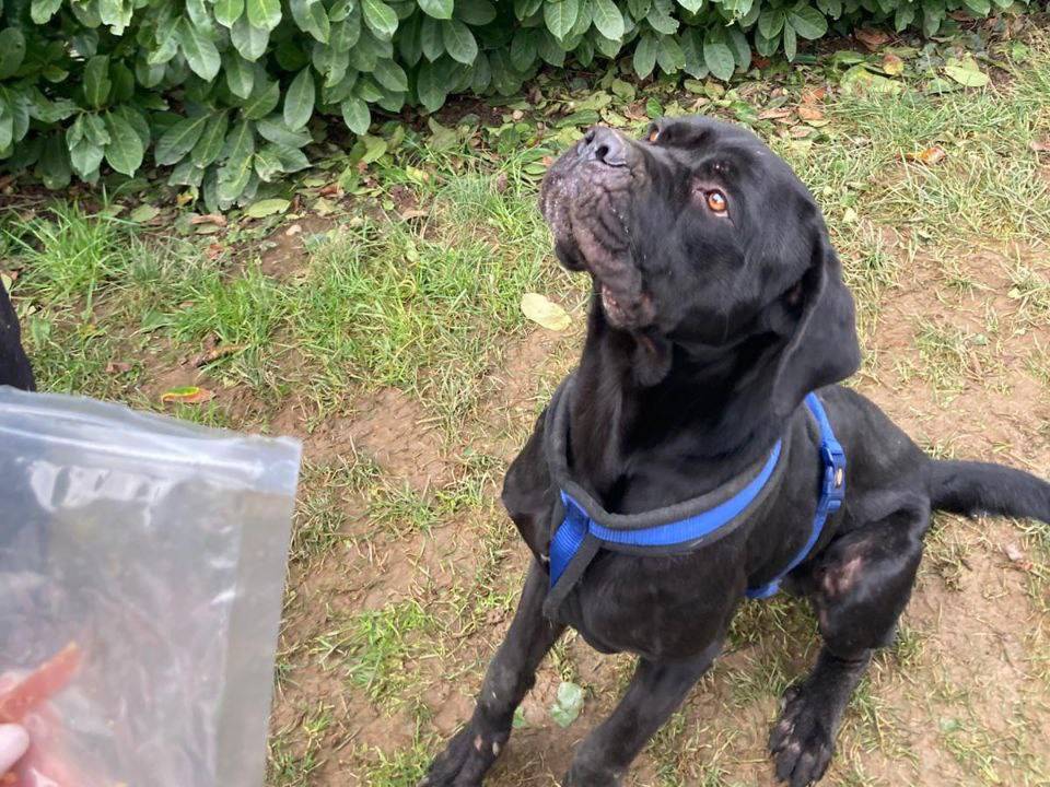 Adotta il cane Gastone a Bergamo