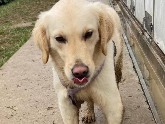 Adotta un cane, maschio, 2 anni  e 2 mesi , Bergamo