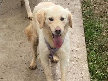Adotta un cane, taglia media, maschio, Bergamo