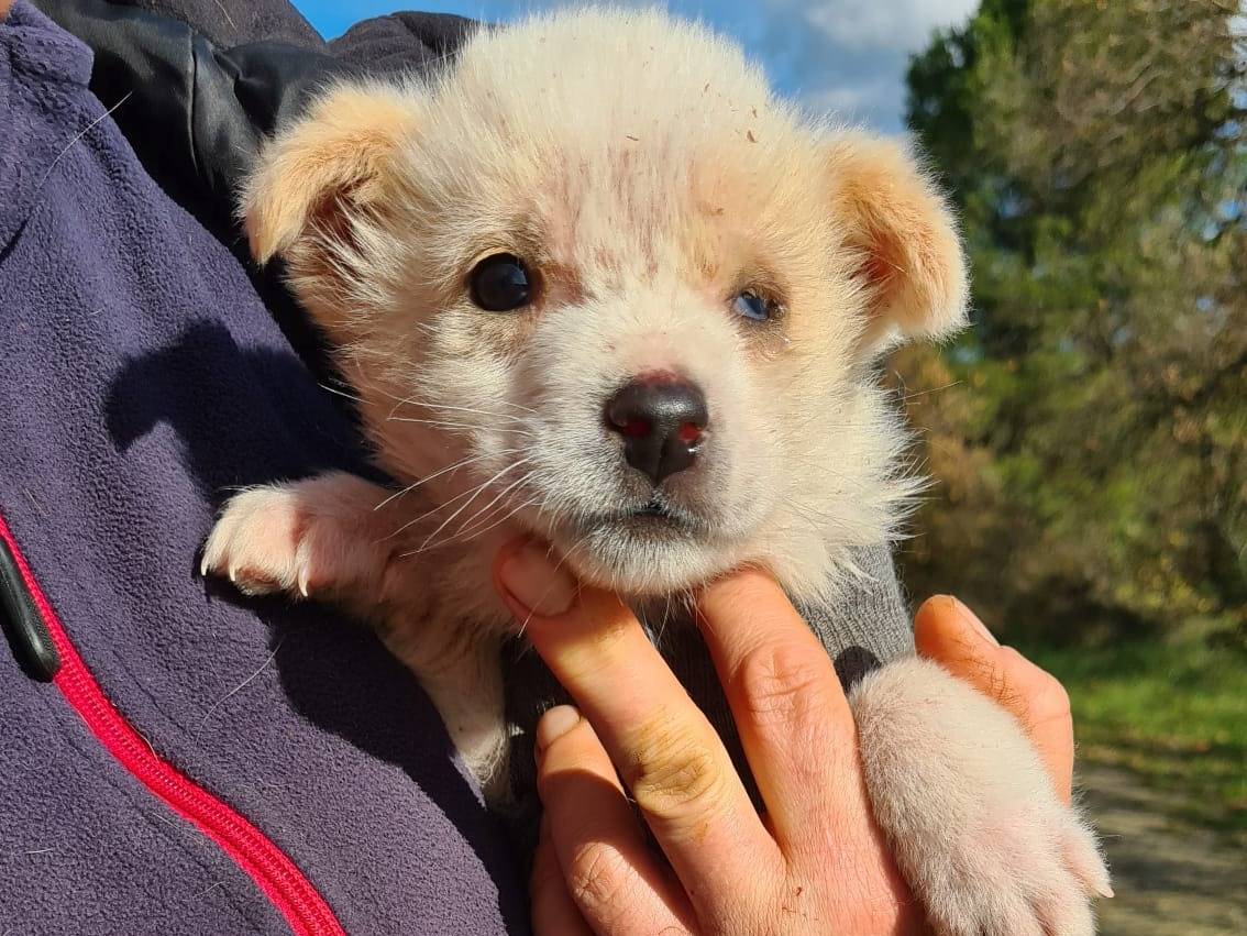 Adotta un cane, femmina, 1 anno e 3 mesi, Bari