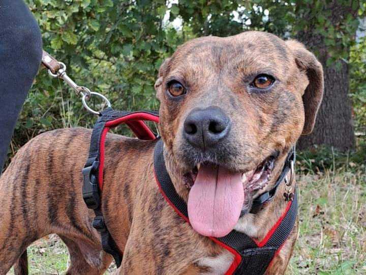 Adotta un cane, maschio, 2 anni  e 8 mesi , Bari