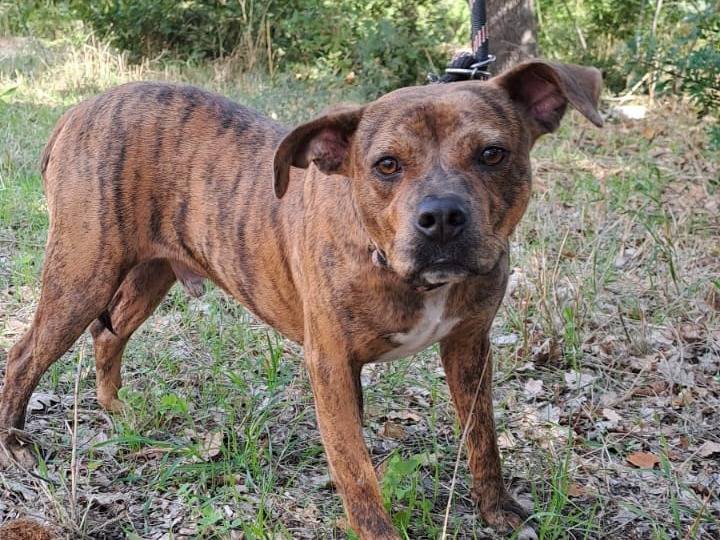 Adotta un cane, taglia media, maschio, Bari