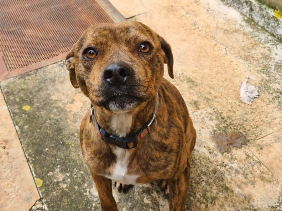 Vuoi adottare un cane a Bari?