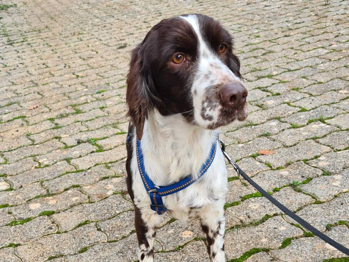 Adotta un cane, maschio, 3 anni  e 7 mesi , Bari