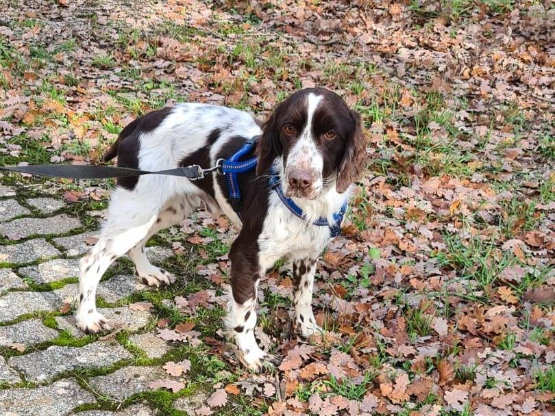 Adotta un cane, taglia media contenuta, maschio, Bari