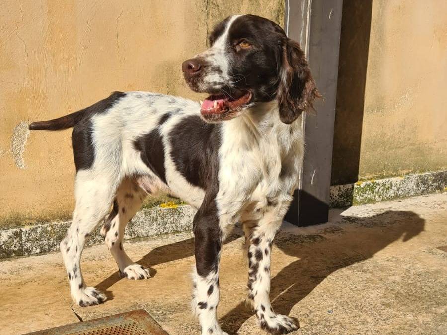 Vuoi adottare un cane a Bari?