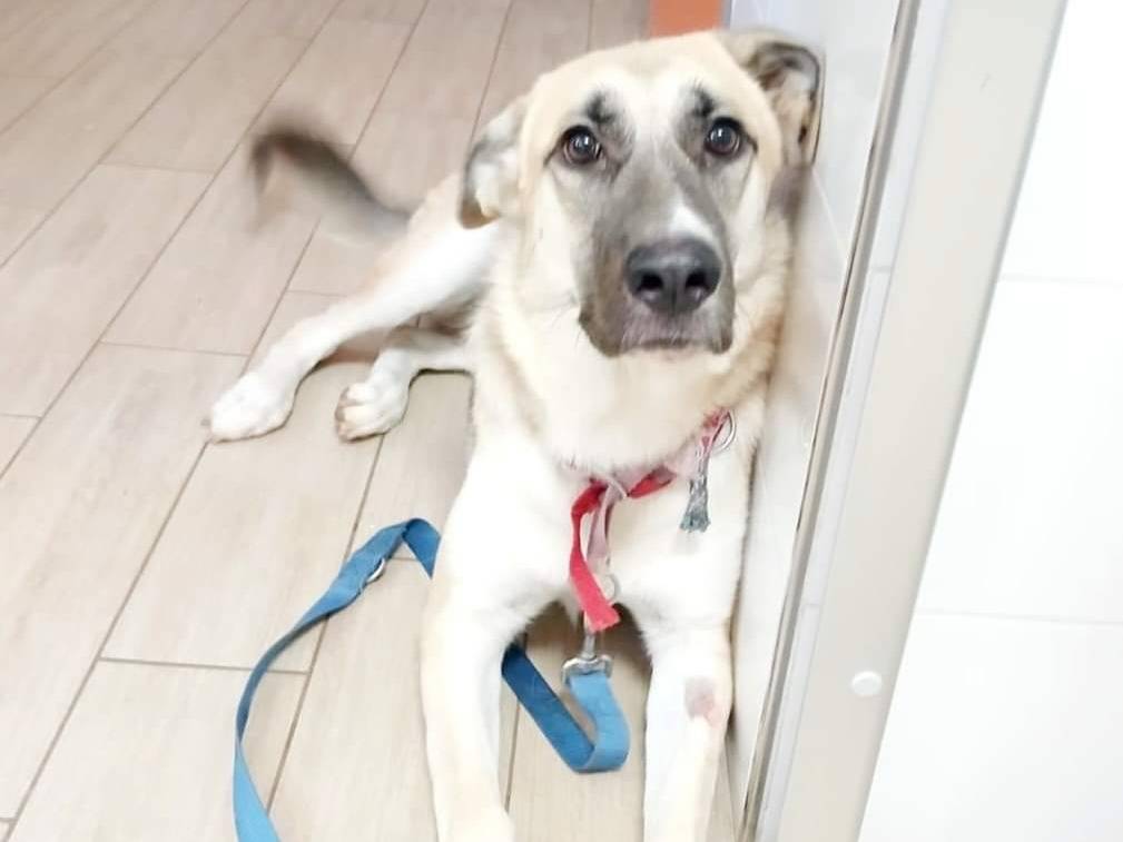 Adozione cane, femmina, Pastore tedesco Razza sconosciuta, 2 anni e 7 mesi, taglia grande, Bari