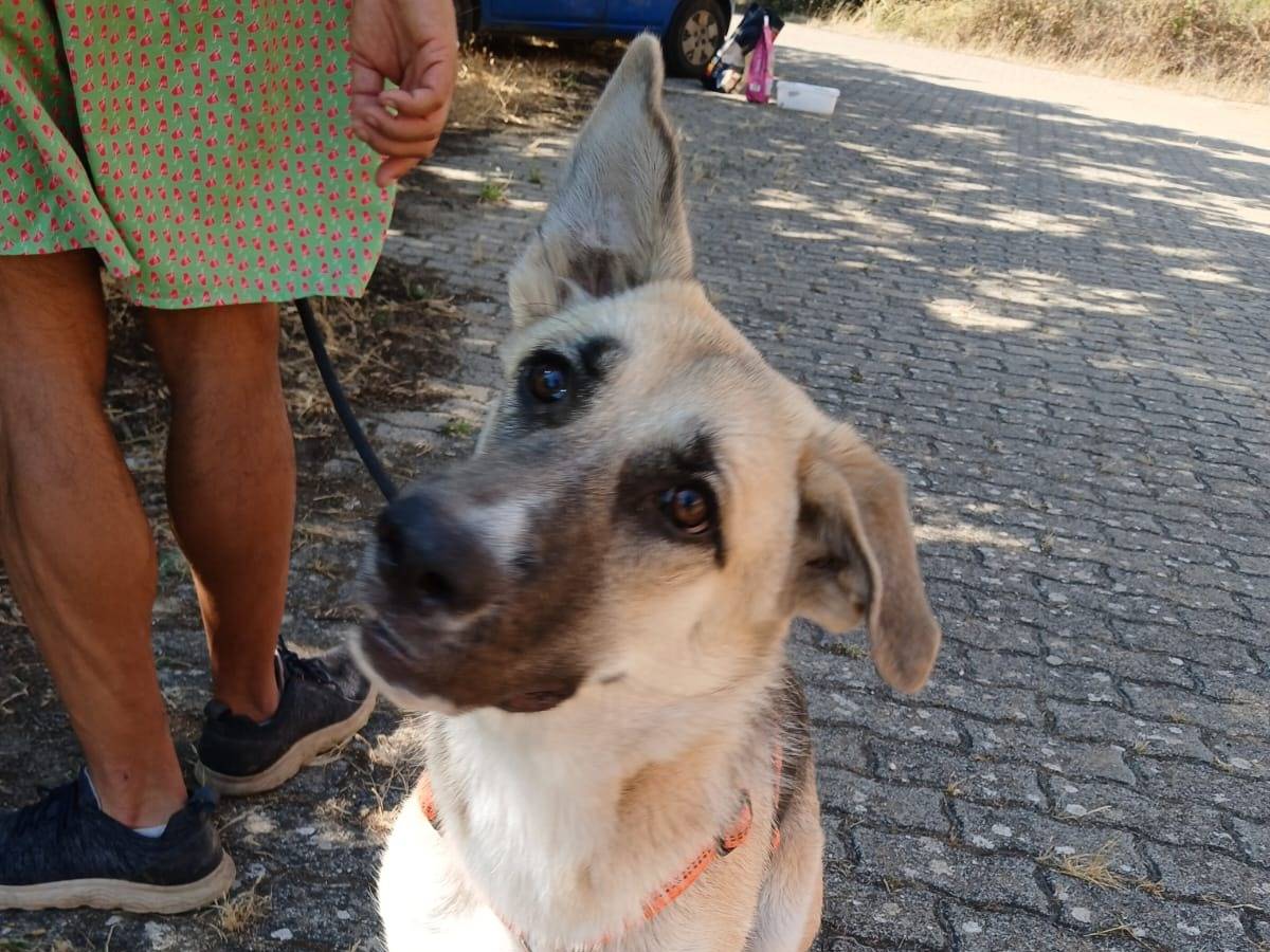 Adotta un cane, femmina, 2 anni e 7 mesi, Bari