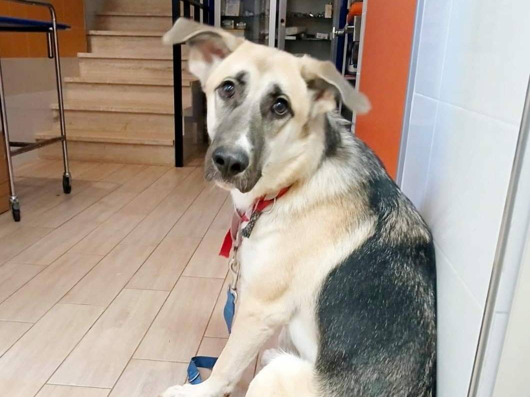 Adotta un cane, taglia grande, femmina, Bari