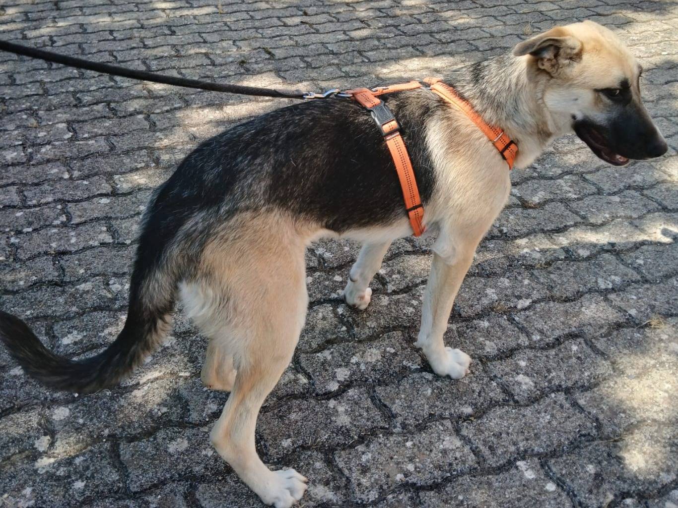 Adotta il cane Nami  a Bari