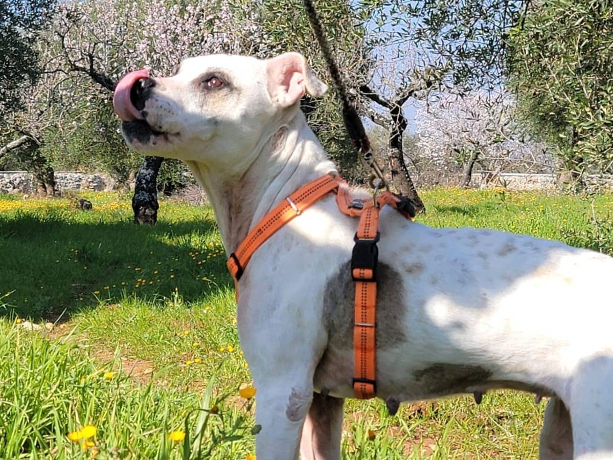 Foto dell'animale