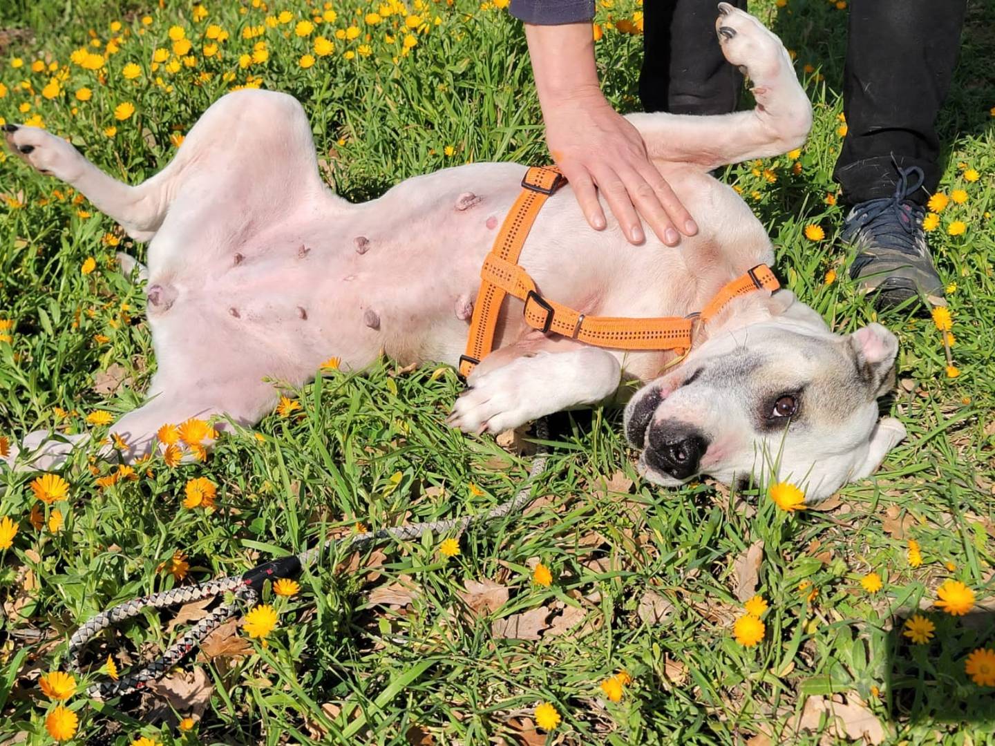 Adotta un cane, femmina, 8 anni  e 8 mesi , Bari