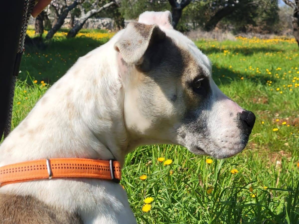 Adotta un cane, taglia grande, femmina, Bari