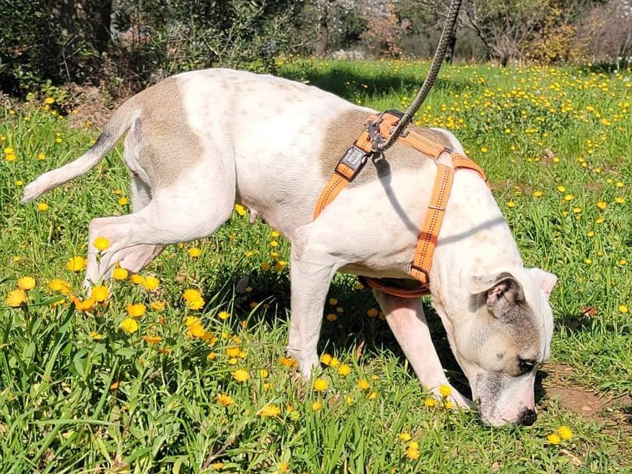 Adotta il cane Shila a Bari