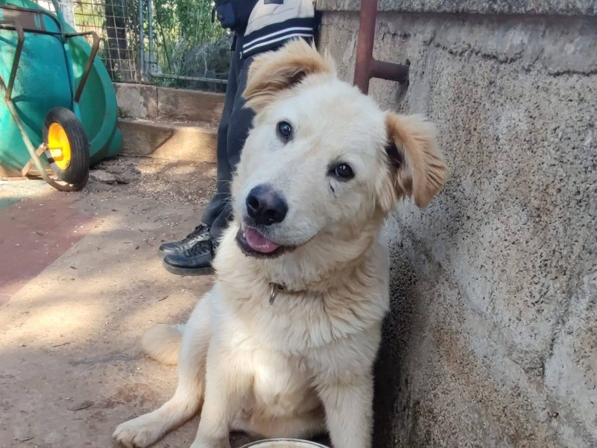 Adotta un cane, maschio, 2 anni , Bari