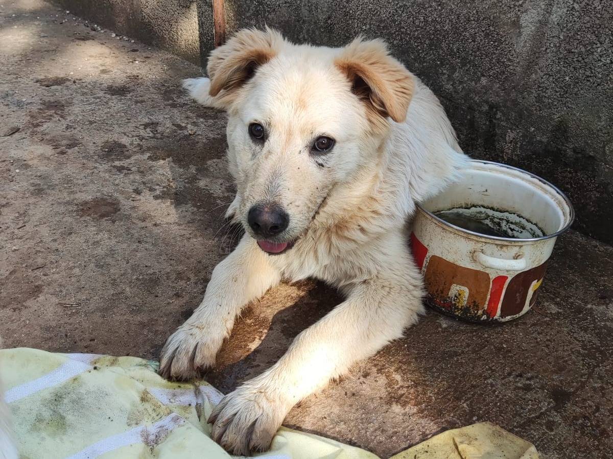 Adotta un cane, taglia gigante, maschio, Bari