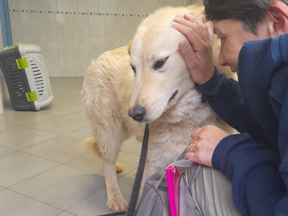 Vuoi adottare un cane a Bari?