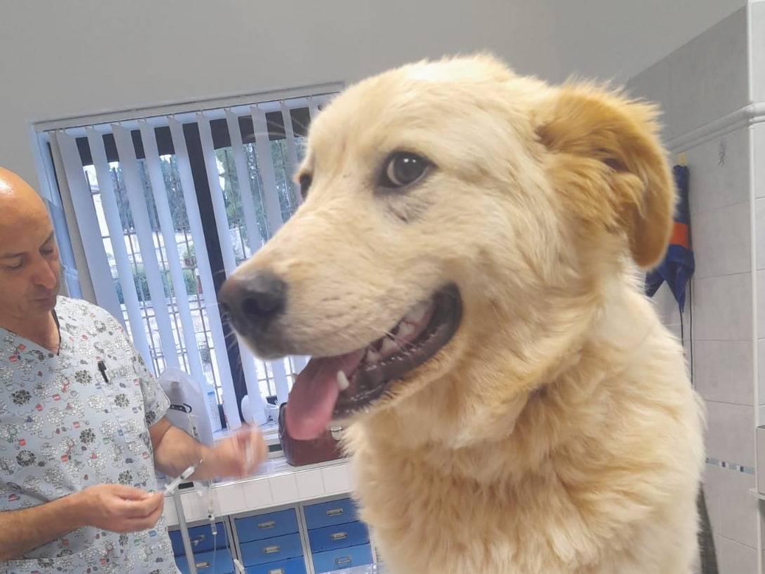 Adotta il cane Habibi a Bari