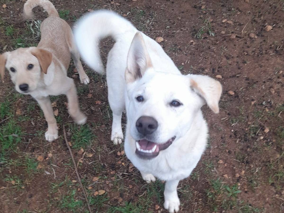 Adotta un cane, taglia media, maschio, Bari